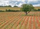 France, Provence, Sault, Lone tree and poppies Art Print